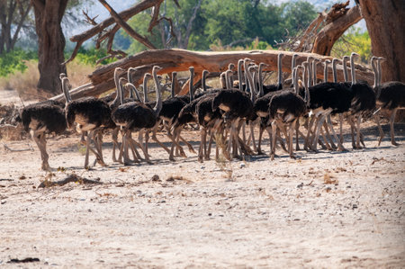 Telephoto shot of a giant group of Ostriches crossing a dirt road, somewhere in Namibia.