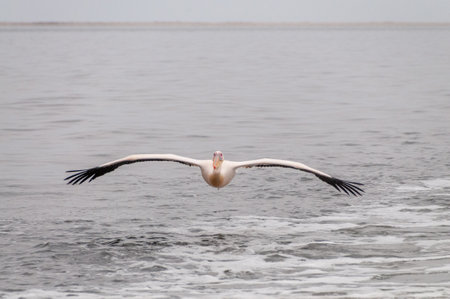 Telephoto shot of a great white pelican -Pelecanus onocrotalus- near Walvis Bay, Namibiaの写真素材