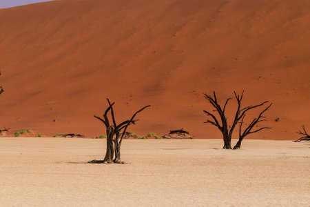 Overview of the petrified dead trees in the Deadvlei area of Namibiaの写真素材