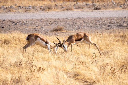 Telephoto shot of two Impalas - Aepyceros melampus- engaging in a head-to-head fight.の写真素材