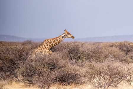 A group of Angolan Giraffes -Giraffa giraffa angolensis- standing on the plains of Etosha national park, Namibia.の写真素材