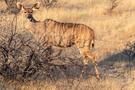 Telephoto shot of a greater kudu -Tragelaphus strepsiceros- in Etosha National Park, Namibia.の写真素材