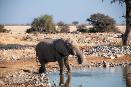 Telephoto shot of one giant African Elephant -Loxodonta Africana- drinking from a waterhole in Etosha National Park, Namibia.の写真素材