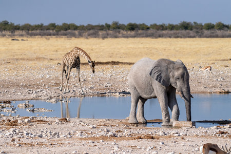 Telephoto shot of one giant African Elephant -Loxodonta Africana- an one Angolean Giraffe - Giraffa giraffa angolensis- walking near a waterhole in Etosha National Park, Namibia.の写真素材