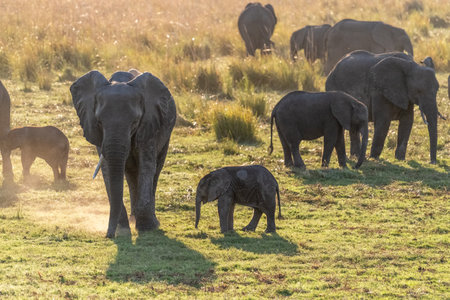Telephoto shot of a female african Elephant and her calf wading through the banks of the Chobe River, Botswana.の写真素材