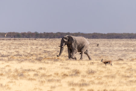 Telephoto shot of one African Elephant -Loxodonta Africana- running across the plains of Etosha National Park, Namibia.の写真素材