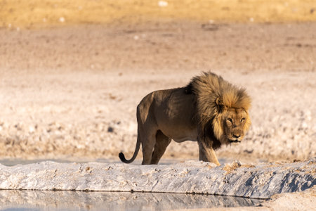 Close-up of a male lion -Panthera leo- walking near a waterhole in Etosha national Park, Namibia.の写真素材