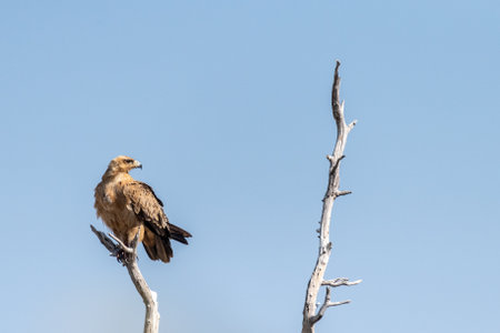 Close-up of a Tawny Eagle - Aquila rapax- sitting in a treetop in Etosha National Park, Namibia.の写真素材