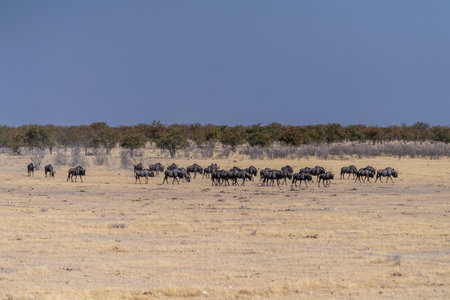 Telephoto shot of a herd of blue wildebeest - Connochaetes taurinus- trekking across the plains of Etosha national Park, Namibia.の写真素材