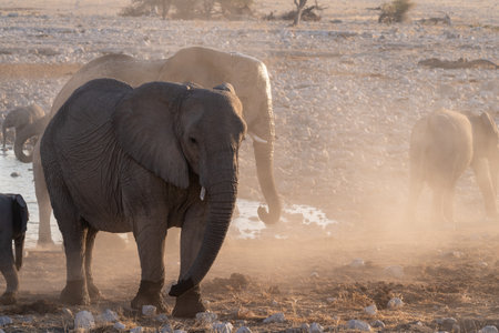 Telephoto shot of a herd of African Elephant -Loxodonta Africana- taking a bath in a waterhole in Etosha national Park.の写真素材