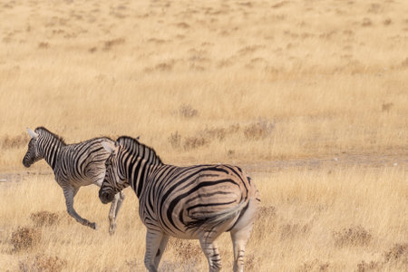 Telephoto shot of two Burchells Plains zebras -Equus quagga burchelli- running on the plains of Etosha National Park, Namibia.の写真素材