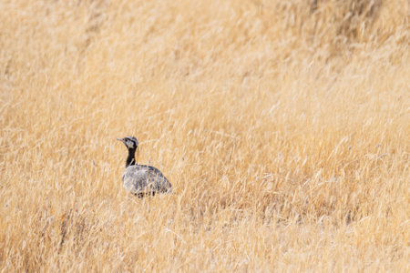 Telephoto shot of a white-guilled bustard -Afrotis afraoides- walking on the plains of Etosha National Park, Namibia.の写真素材