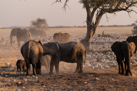 Telephoto shot of a herd of African Elephant -Loxodonta Africana- taking a bath in a waterhole in Etosha national Park.の写真素材