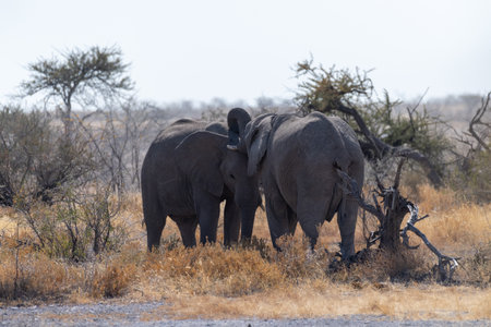 Two African Elephants -Loxodonta Africana- fighting each other in Etosha National Park, Namibia.の写真素材