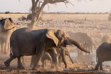 A herd of elephants taking a bath during golden hour in a waterhole in Etosha National Park, Namibia.の写真素材