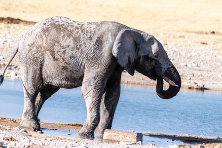 Telephoto shot of one giant African Elephant -Loxodonta Africana- driking from a waterhole in Etosha National Park, Namibia.の写真素材