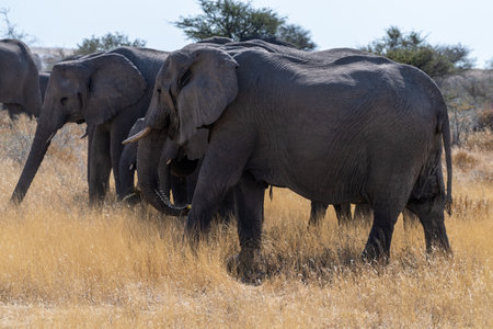 A herd of African Elephants -Loxodonta Africana- grazing on the plains of Etosha National Park, Namibia.の写真素材