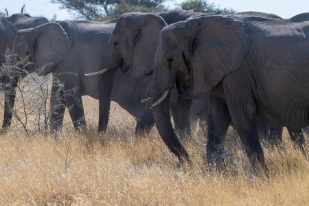 A herd of African Elephants -Loxodonta Africana- grazing on the plains of Etosha National Park, Namibia.の写真素材