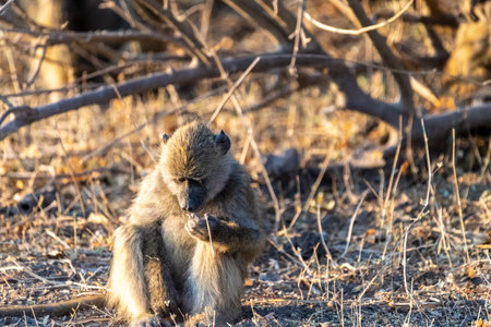 Close-up of a Chacma Baboon, Papio ursinus, sitting in the sun in Chobe National Park, Botswana.の写真素材