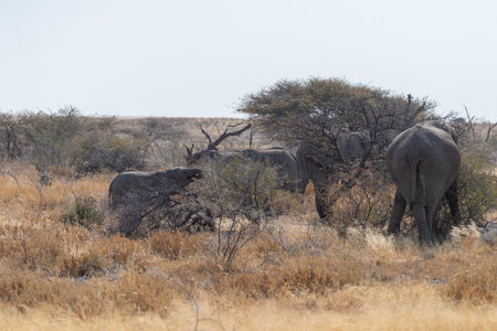 A herd of African Elephant -Loxodonta Africana- is grazing on the plains of Etosha National Park,...