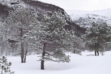 Snow landscape in the mountains of arctic Norway in winterの写真素材