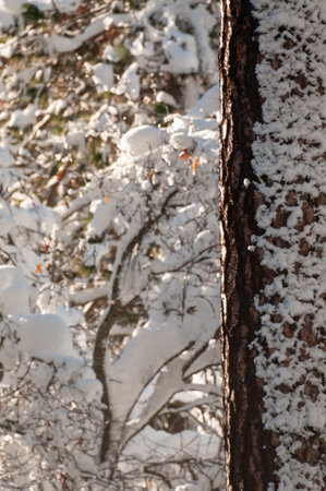 Exterior of snow-covered trees on a brisk sunny winter morning in Yosemite national park.の写真素材