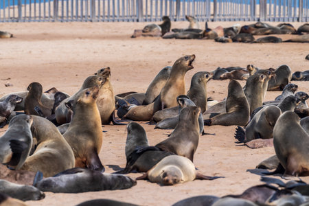 Detail of the seal colony at Cape Cross, off the skeleton coast of Namibia.の写真素材