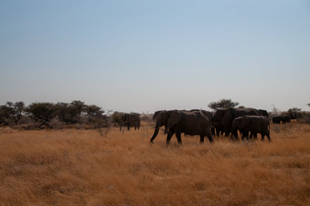 A herd of African Elephant -Loxodonta Africana- is grazing on the plains of Etosha National Park, Namibia.の写真素材