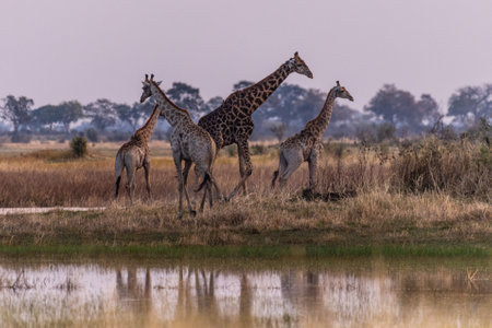 A group of three Giraffes in the Okavango Delta, Botswana.の写真素材