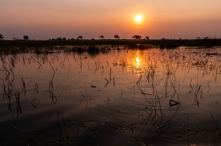 Telephoto shot of a beautiful sunset in the Okavango Delta in Botswana.の写真素材
