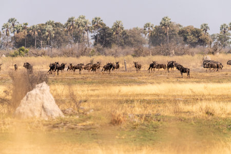 Telephoto shot of a herd of blue wildebeest - Connochaetes taurinus- standing on the plains of the Okavango Delta, Botswana.の写真素材