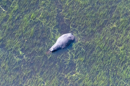 Aerial Telephoto shot of an hippopotamus that is partically submerged in the Okavango Delta Wetlands in Botswana.の写真素材