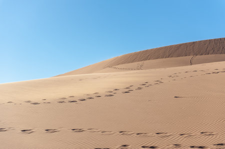 Impression of the barren sand dune landscape near the deadvlei region of Namibia.の写真素材