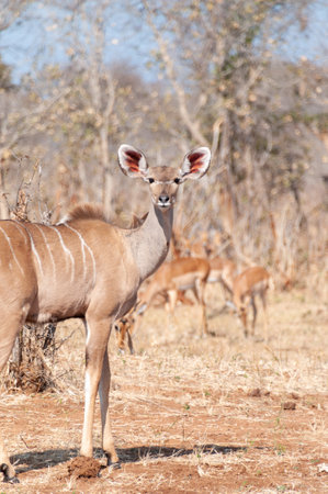 A greater kudu -Tragelaphus strepsiceros- is nervous and watchful in Chobe national park, Botswana.の写真素材