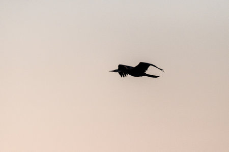 Telephoto of an African Darter - Anhinga rufa- in flight along the Chobe river, Botswana.の写真素材