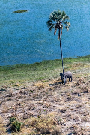 Aerial shot of a giant African Elephant -Loxodonta Africana- rubbing its head against a palm tree in the Okavango Delta.の写真素材