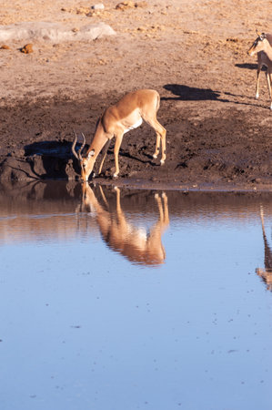 One Impala -Aepyceros melampus- drinking from a waterhole in Etosha National Park, Namibia.の写真素材