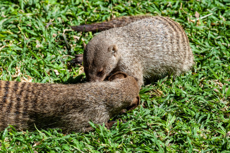 A group of Banded Mongoose -Mungos mungo- being caring an playful on a lawn in Northern Namibia.の写真素材