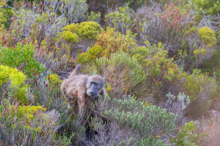Close-up of a Baboon, papio ursinus, near Cape of Good Hope, South Africa.の写真素材