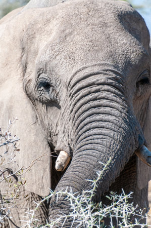 Extreme closeup of one giant African Elephant -Loxodonta Africana- grazing on the plains of Etosha National Park, Namibia.の写真素材