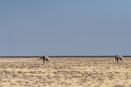 Telephoto shot of two African Elephants -Loxodonta Africana- running across the plains of Etosha National Park, Namibia.の写真素材