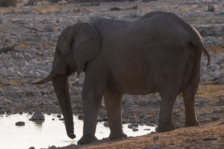 Telephoto shot of a herd of African Elephant -Loxodonta Africana- taking a bath in a waterhole in Etosha national Park.の写真素材
