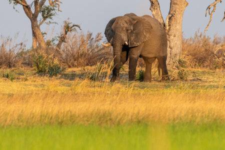 Telephoto shot of an African Elephant -Loxodonta Africana- grazing on the banks of the Okavango river, in the Okavango Delta, Botswana, around sunset.の写真素材