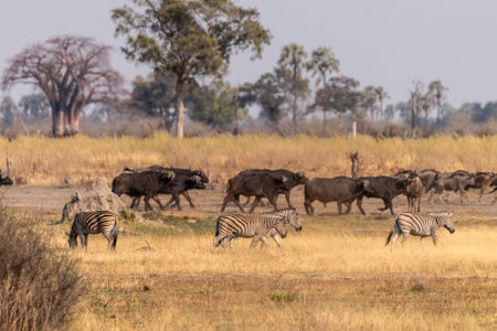 Telephoto shot of a herd of blue wildebeest - Connochaetes taurinus- and Burchells Plains zebra -Equus quagga burchelli-walking on the plains of the Okavango Delta, Botswana.の写真素材