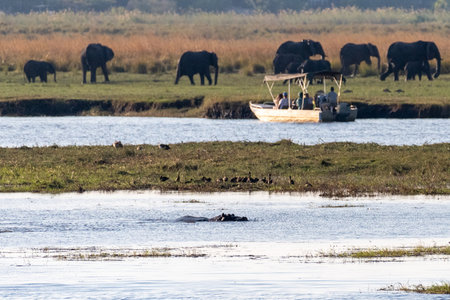 Telephoto shot of a tourist safari boat observing a herd of elephants in Chobe National par, Botswana, while being watched by a hippopotamus.の写真素材