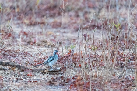 A Southern yellow-billed hornbill -Tockus leucomelas- sitting on a branch of a treeの写真素材