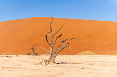 Landscape shot of the iconic dead trees of the Namibian deadvlei area.の写真素材