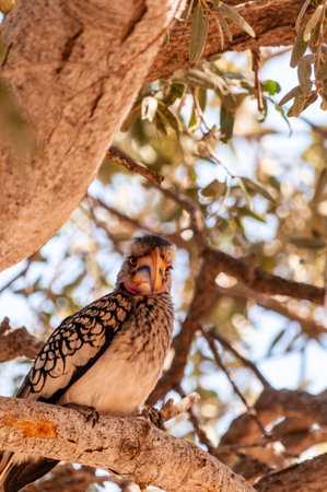 A Southern yellow-billed hornbill -Tockus leucomelas- sitting on a branch of a treeの写真素材