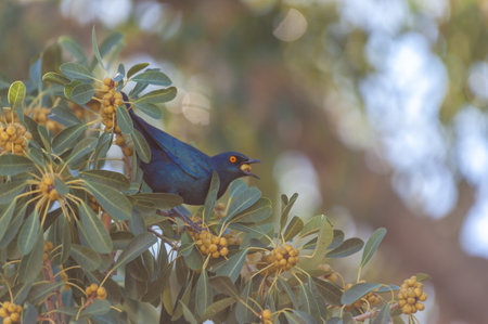 Telephoto of a pale-winged starling - Onychognathus nabouroup- sitting in a tree in Namibia.の写真素材
