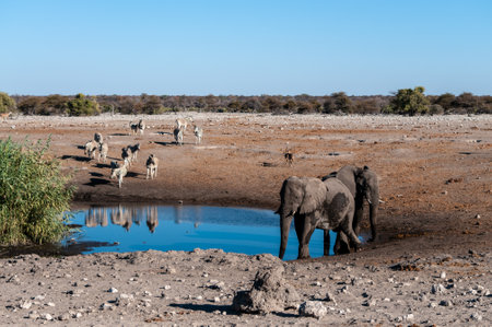 African Elephants, Zebras, and Antilopes gathering Near a waterhole in Etosha National Park, Namibia.の写真素材
